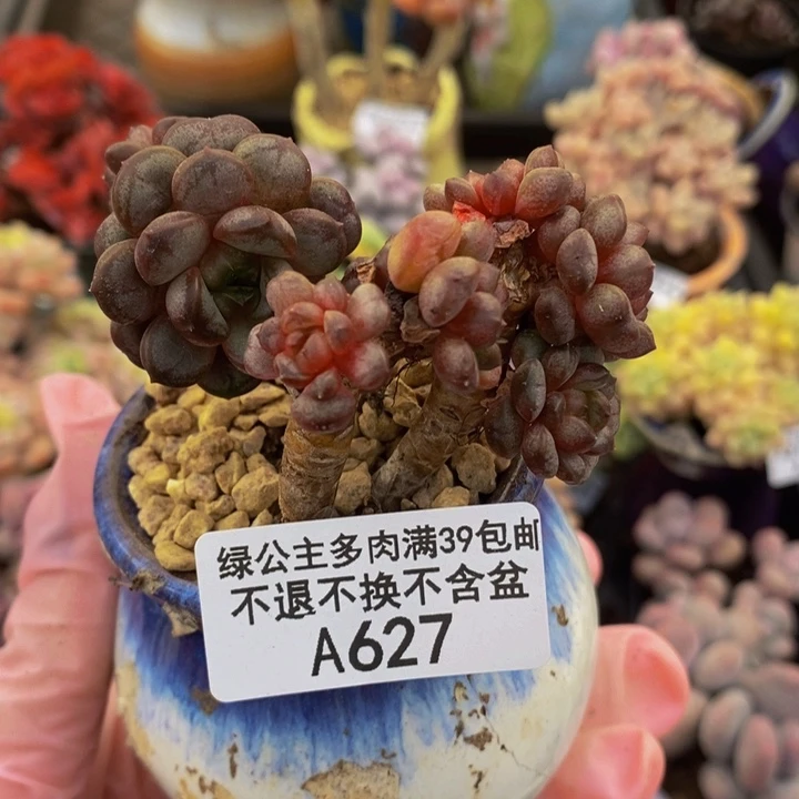 葡萄老桩有砍627多肉植物