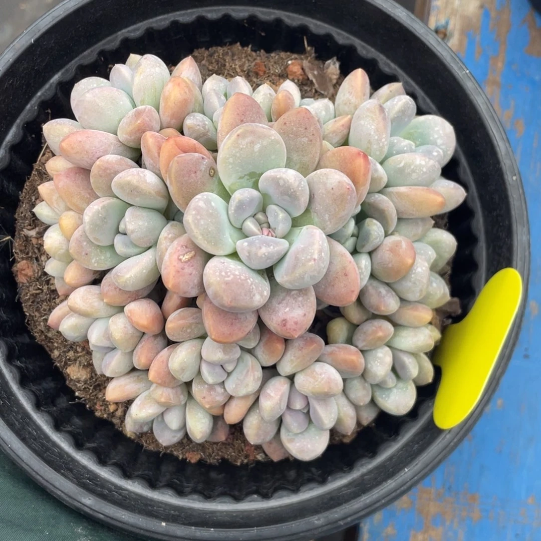 香玉群生无砍无摘