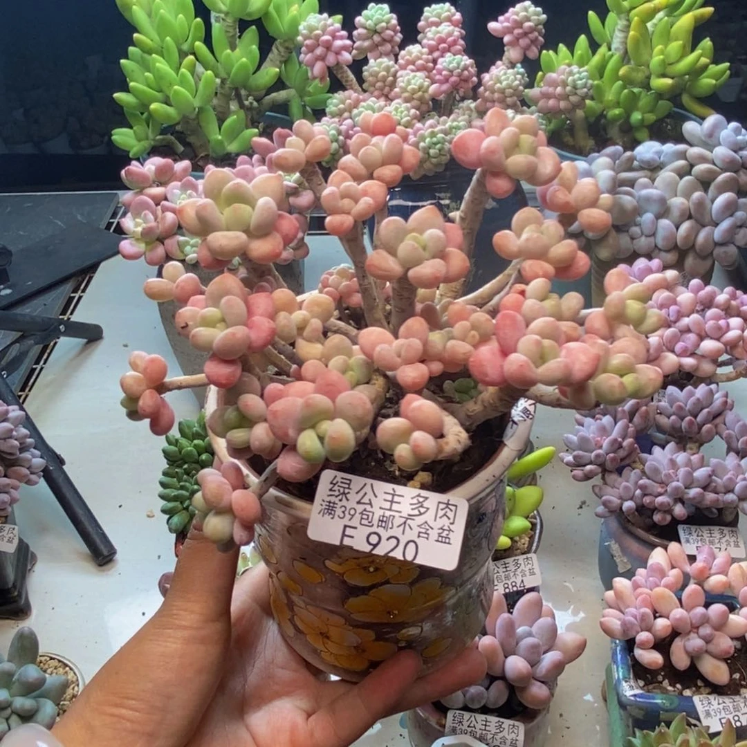 920鱼子酱多肉10c m