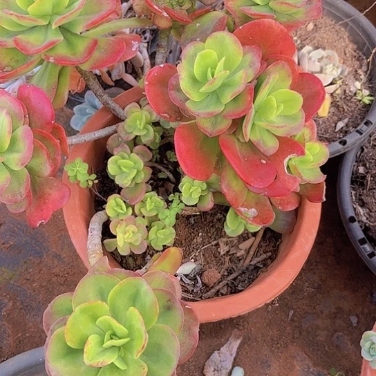 锦*人多肉植物。。。。。。。。。。。。。。