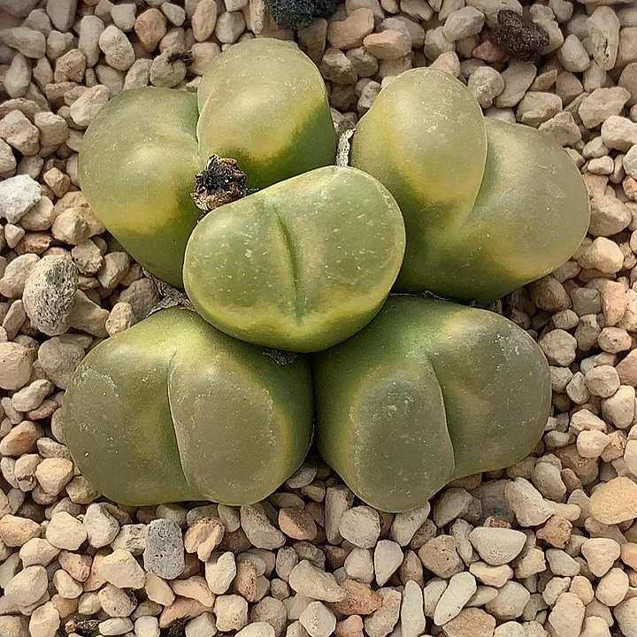 精品多肉植物精品多肉