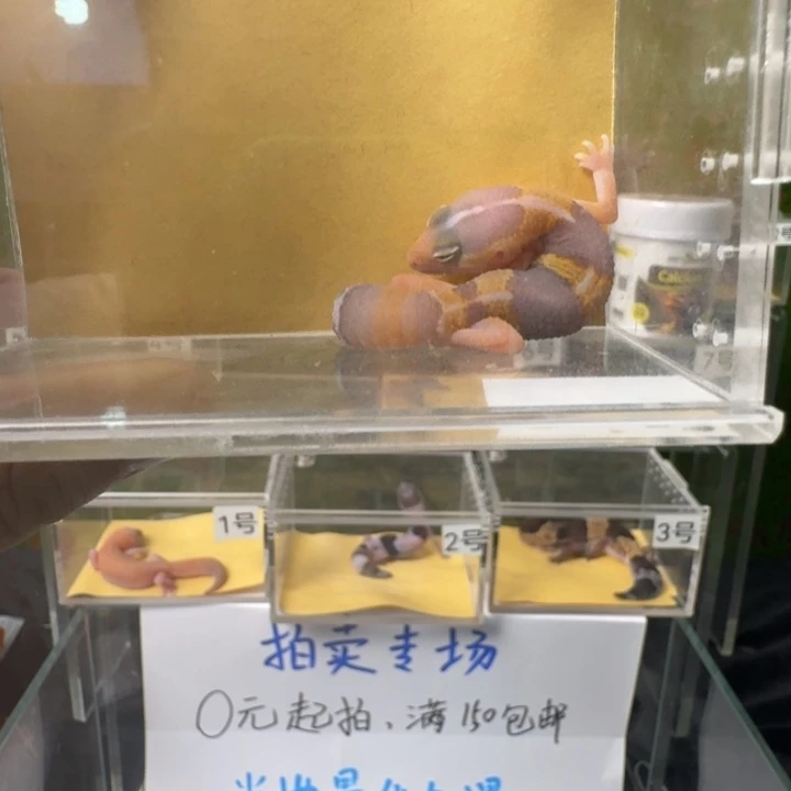 肥尾守宫玫瑰血橘白，抓紧时间！