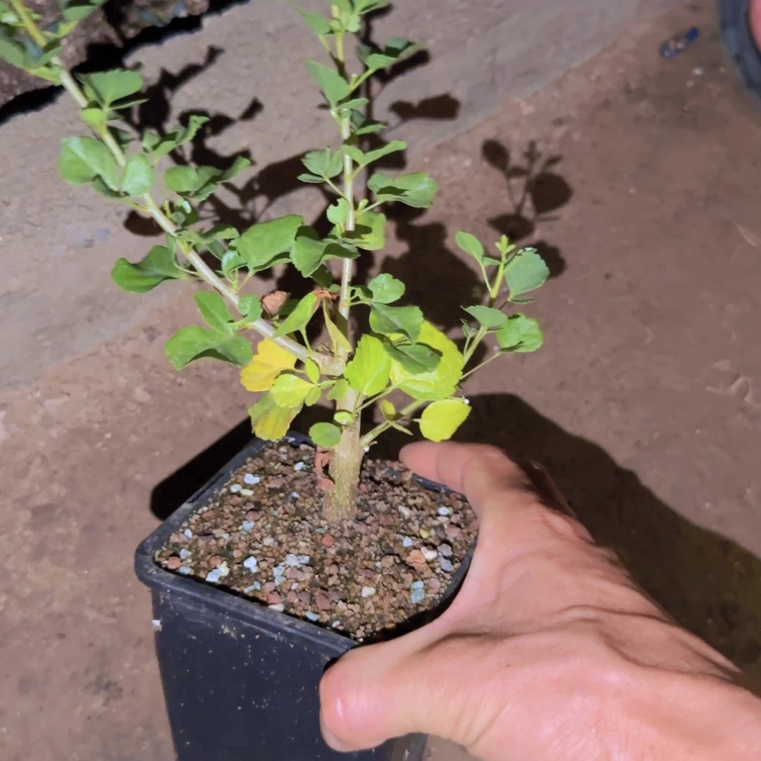 老***茶块根植物块根植物