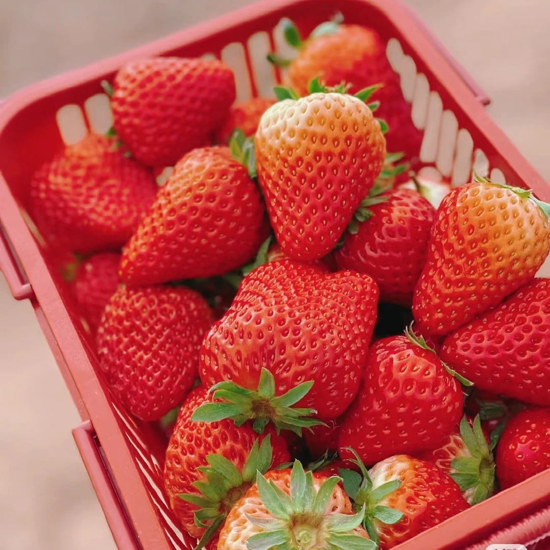 本地奶油草莓大果：1.5kg（丹东）