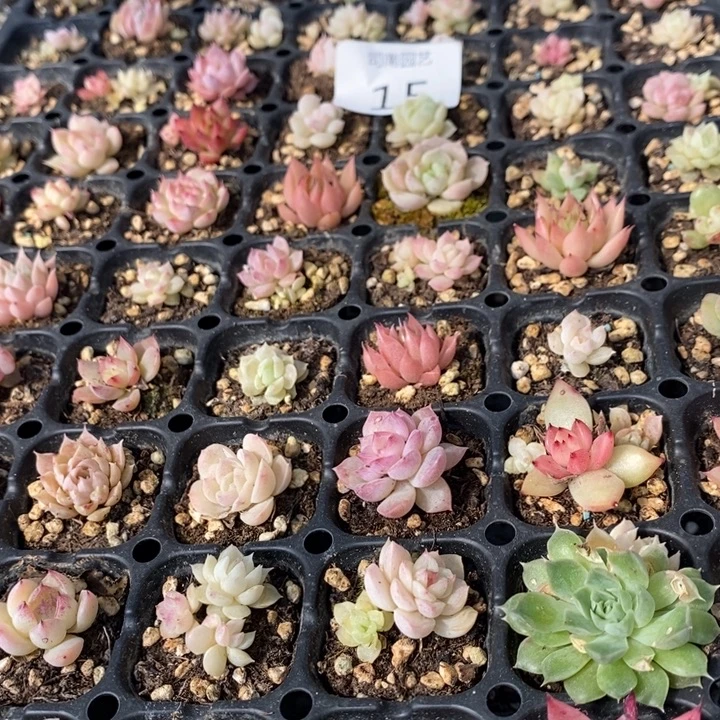 15 多肉植物盆栽植物