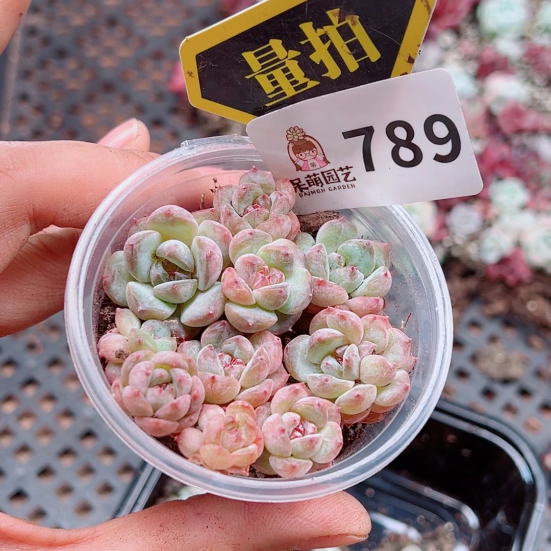 多肉植物多肉植物