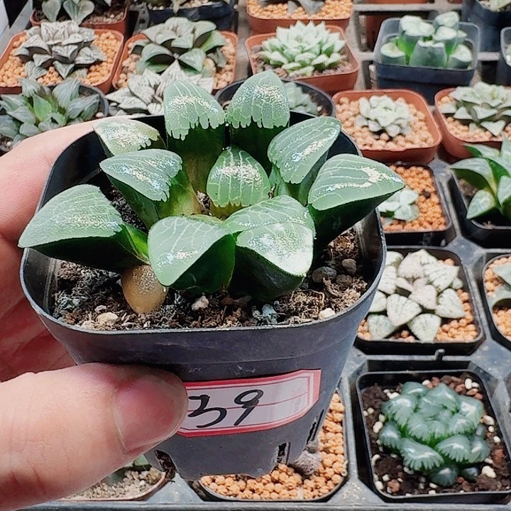 十二卷福利实生克39