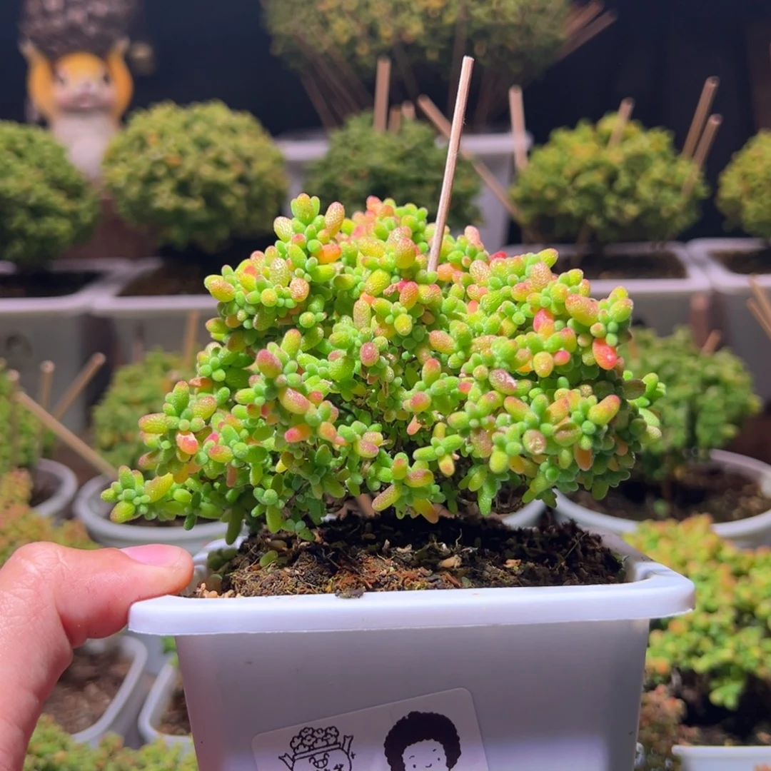 505蜜橘一物一拍带盆土发货