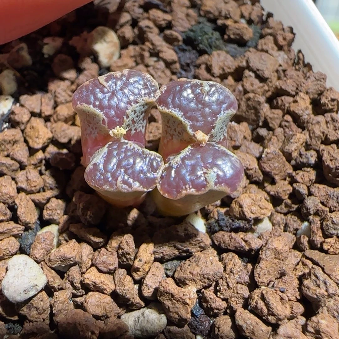 肉锥多肉植物组合-蝴蝶772