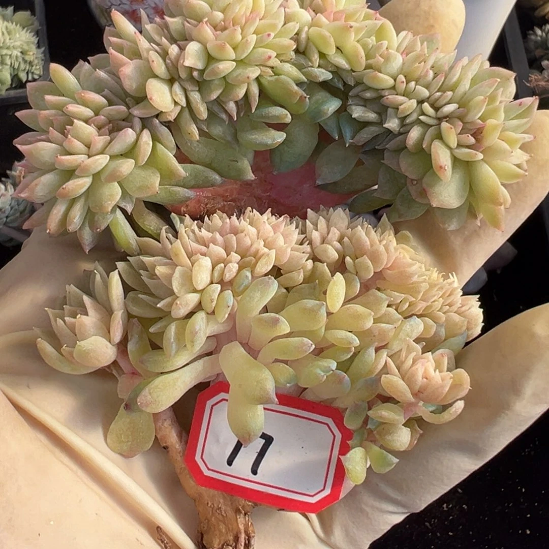 新年快乐 新年快乐