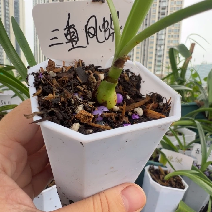 ?***?S孤挺花园 三凤蝶1 带盆