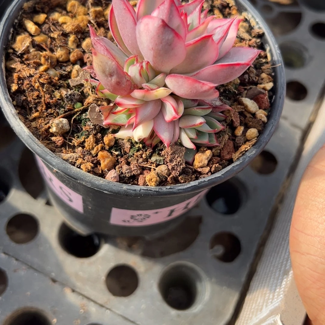 守***敏69号宝莲灯锦多肉植物20