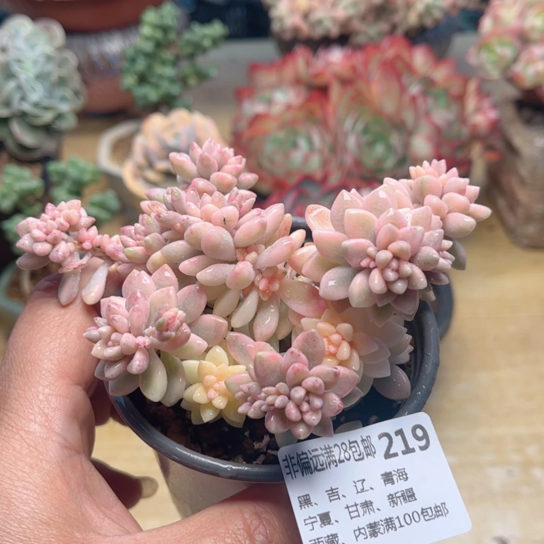 【闪购商品】219姬秋丽锦