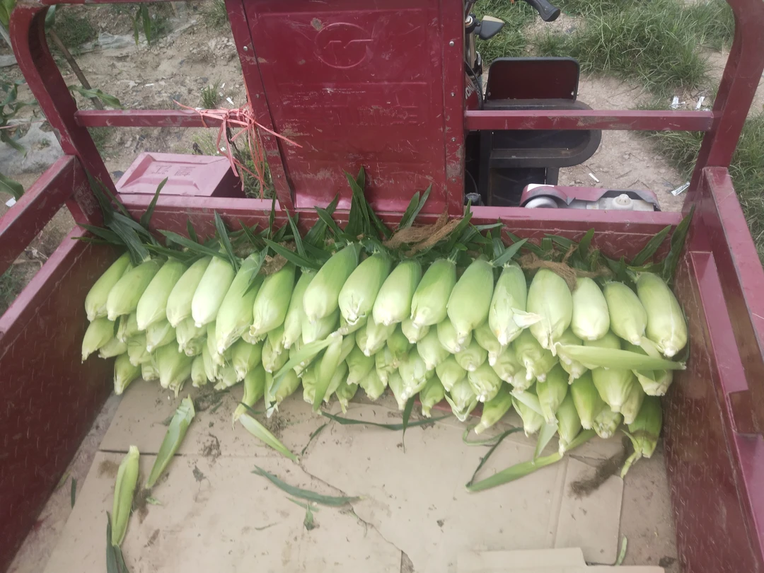 农家现采新鲜甜玉米