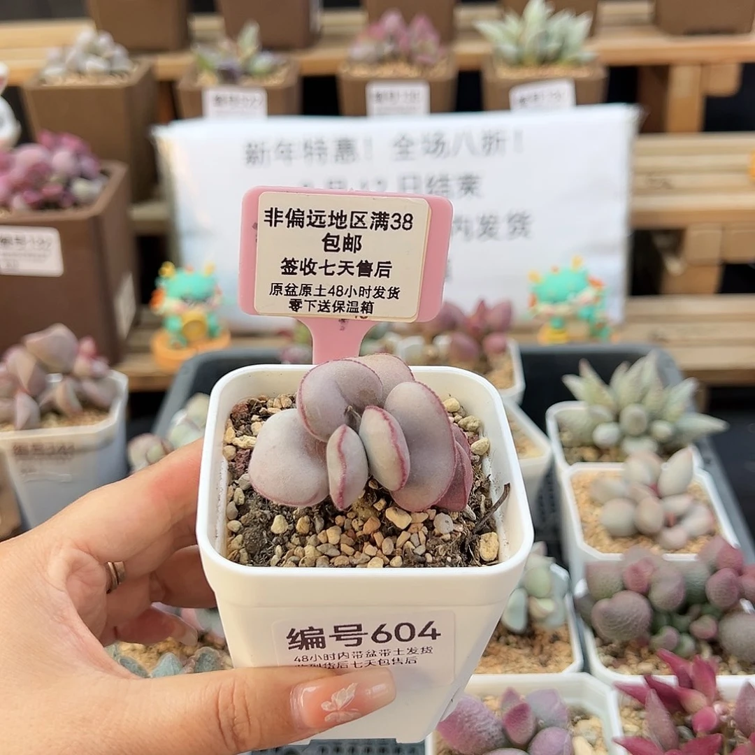 乐*丶604白肌红蛋多肉植物