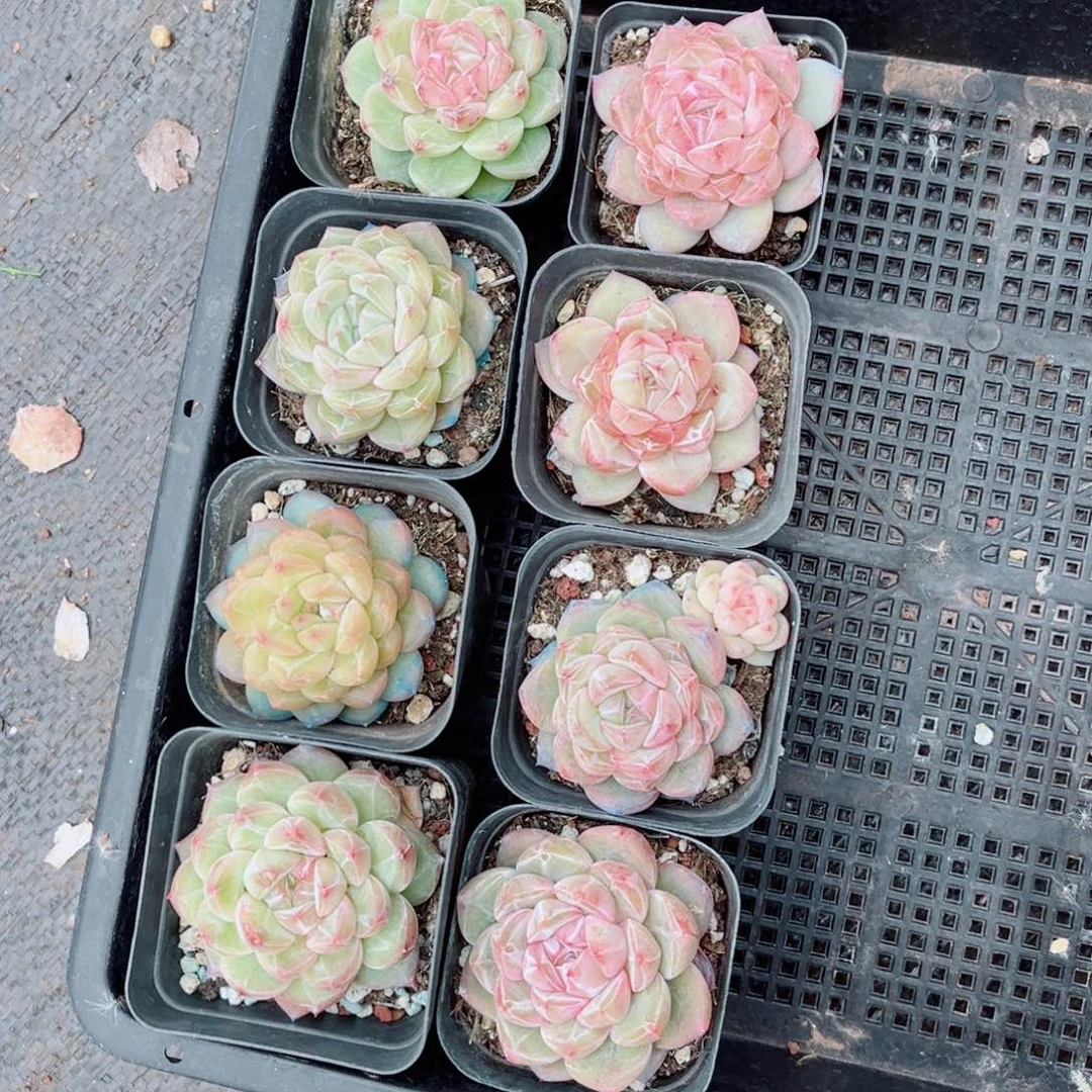 小****半风靡园艺彩钻珍妮