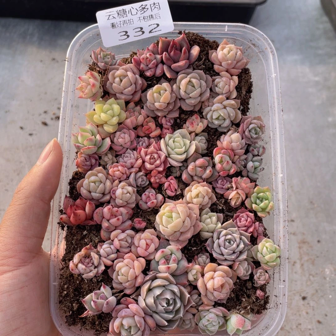 云糖心多肉植物332