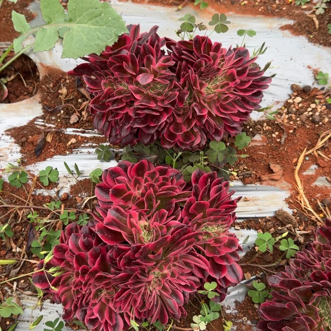 9.9红色缀化送云和啊啊啊啊