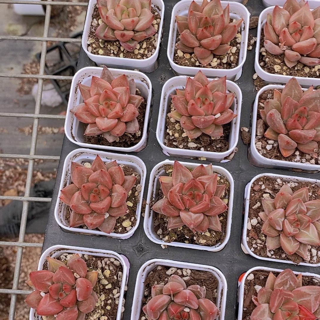 15-96-小红灵魂单头福利2颗量拍