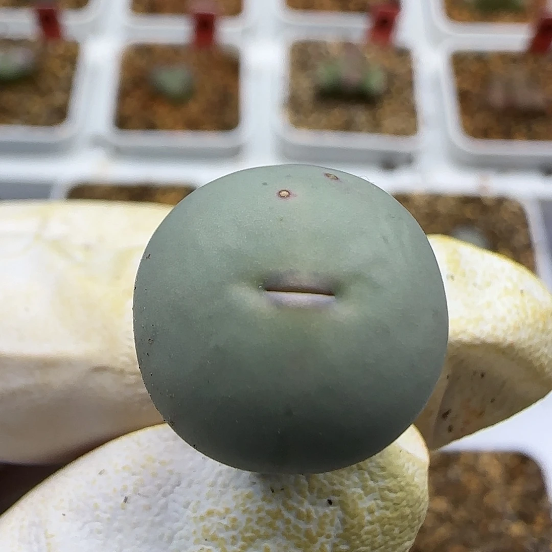 *****11-24-当天满38包邮434v嘴