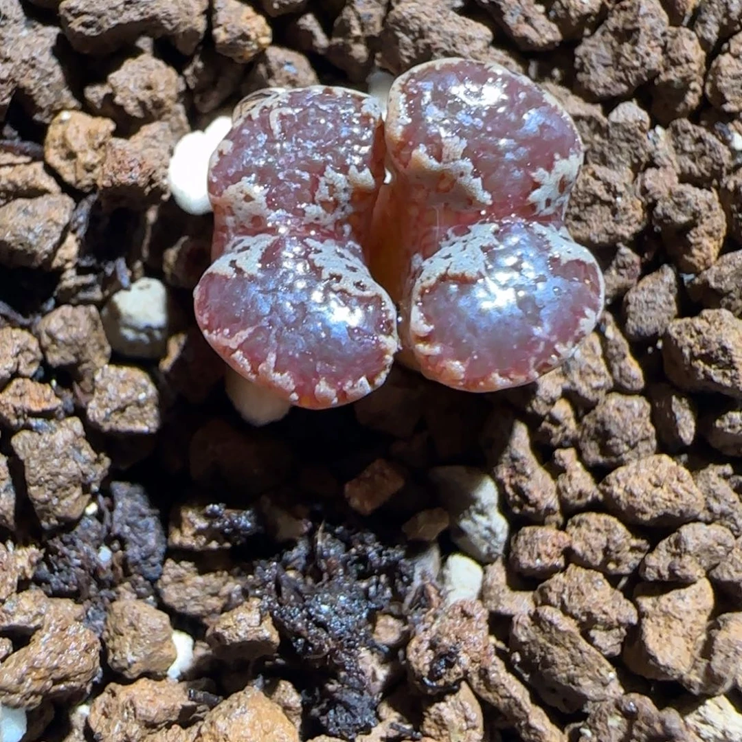 肉锥多肉植物组合-3km勋章422
