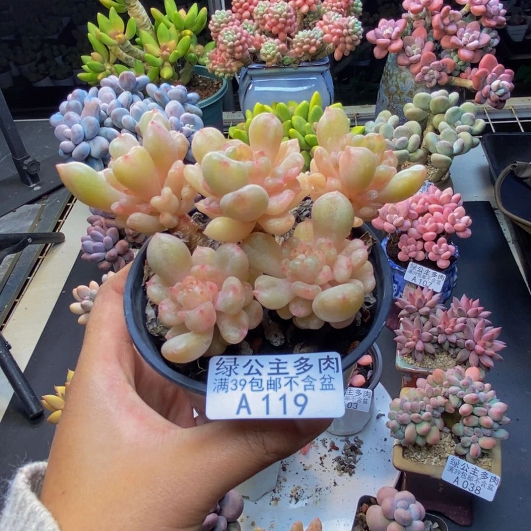 119比尔盖茨多肉8c m