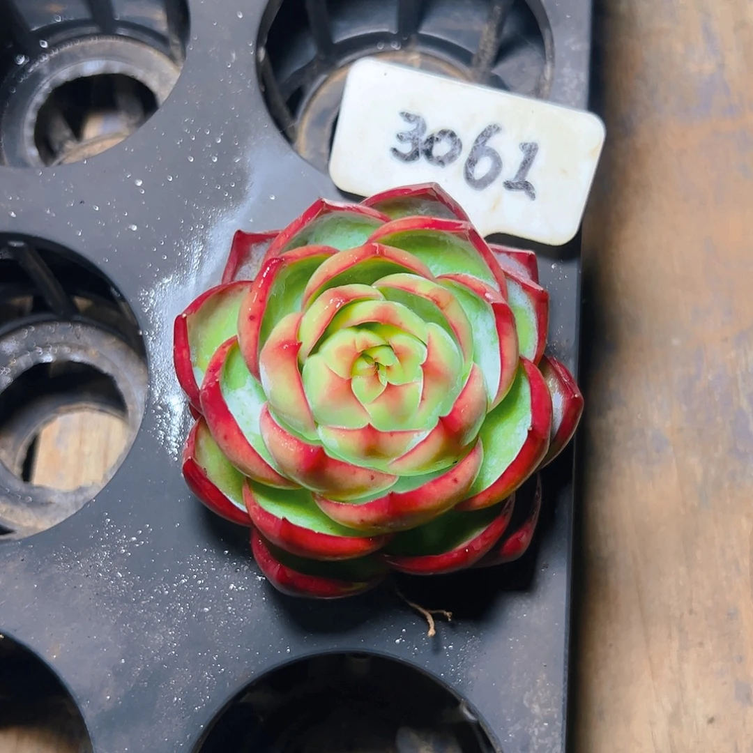 魅***人惊鸿仙子一物一拍3061号