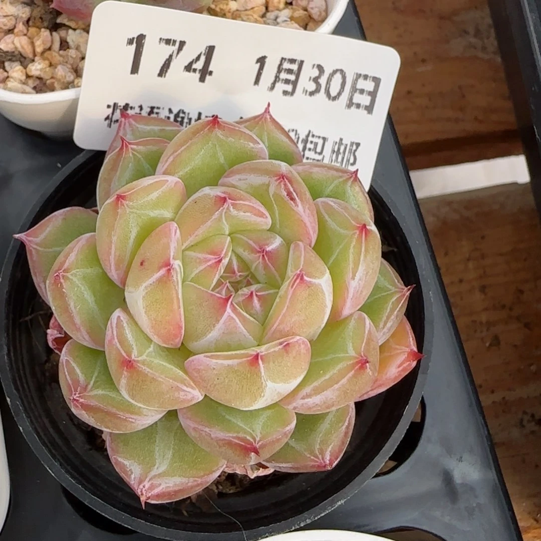 花语逸镜0130-174