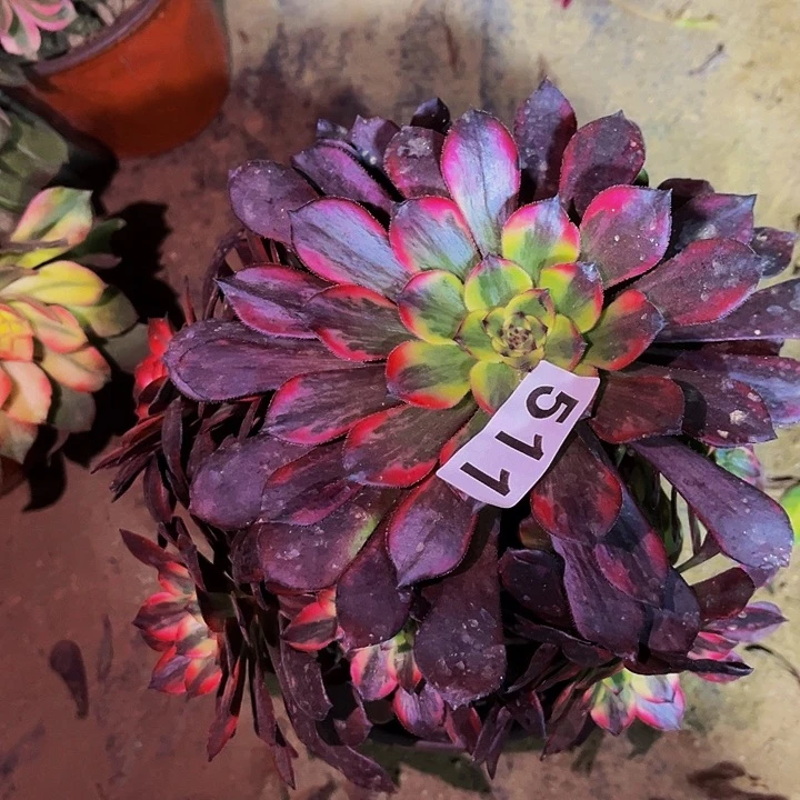 511火烧云多肉植物处理不售后