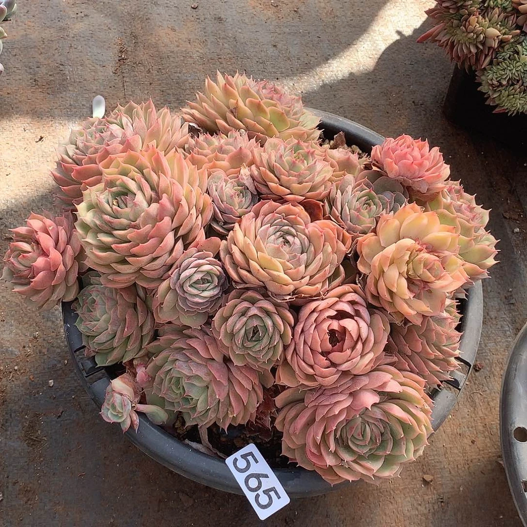 565昂斯诺一物一拍多肉