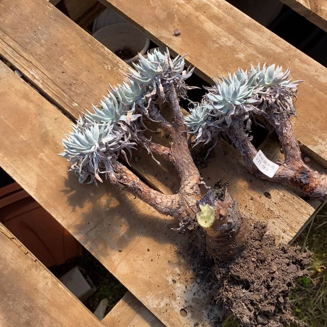 93号白菊杂大群瑕疵瑕疵