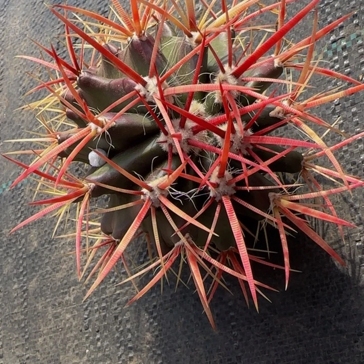 渐变色红琥开播大福利