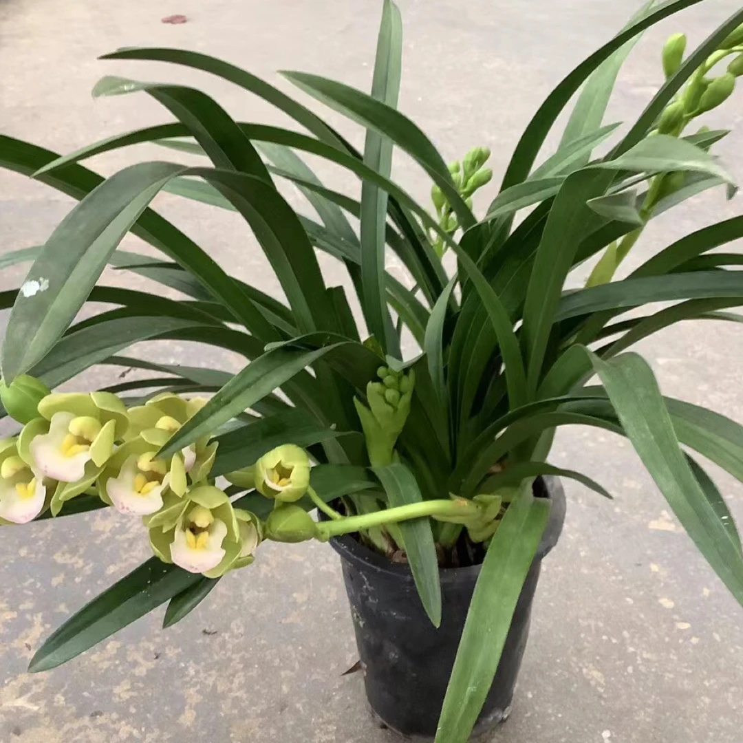 香兰室内高档花卉花期超长