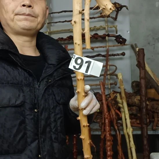 国***。香榧木高山 檬子木文玩料