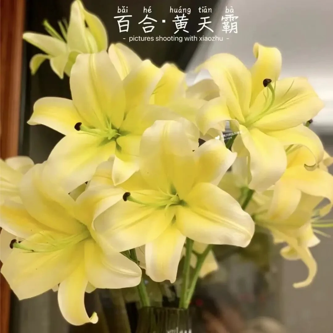 【3支】9个花苞黄色香水百合-香味浓郁家庭生活花今天下单明天送达