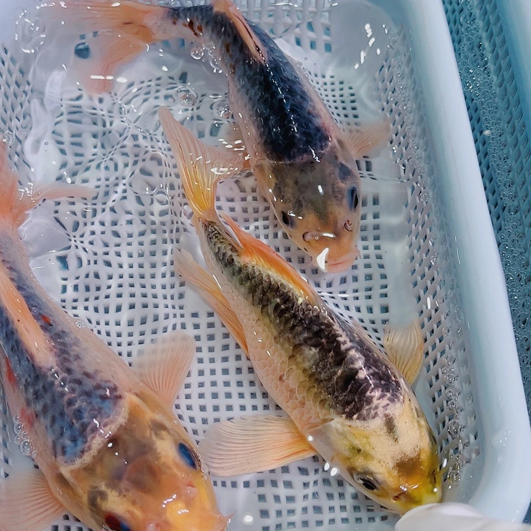 锦鲤锦鲤冷水观赏鱼130