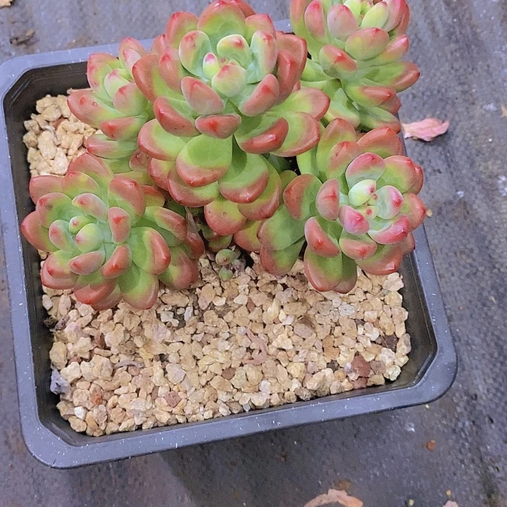 y***a完美仙子多肉植物老桩