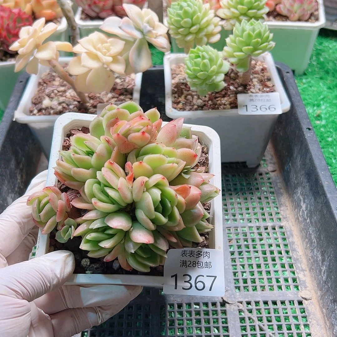 多肉一物一柏植物1367