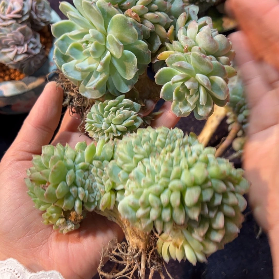 新年快乐 新年快乐 新年快乐