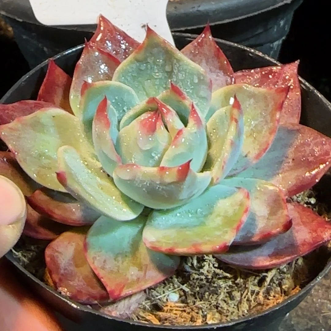 惊鸿一物一拍包装收缩花旱362