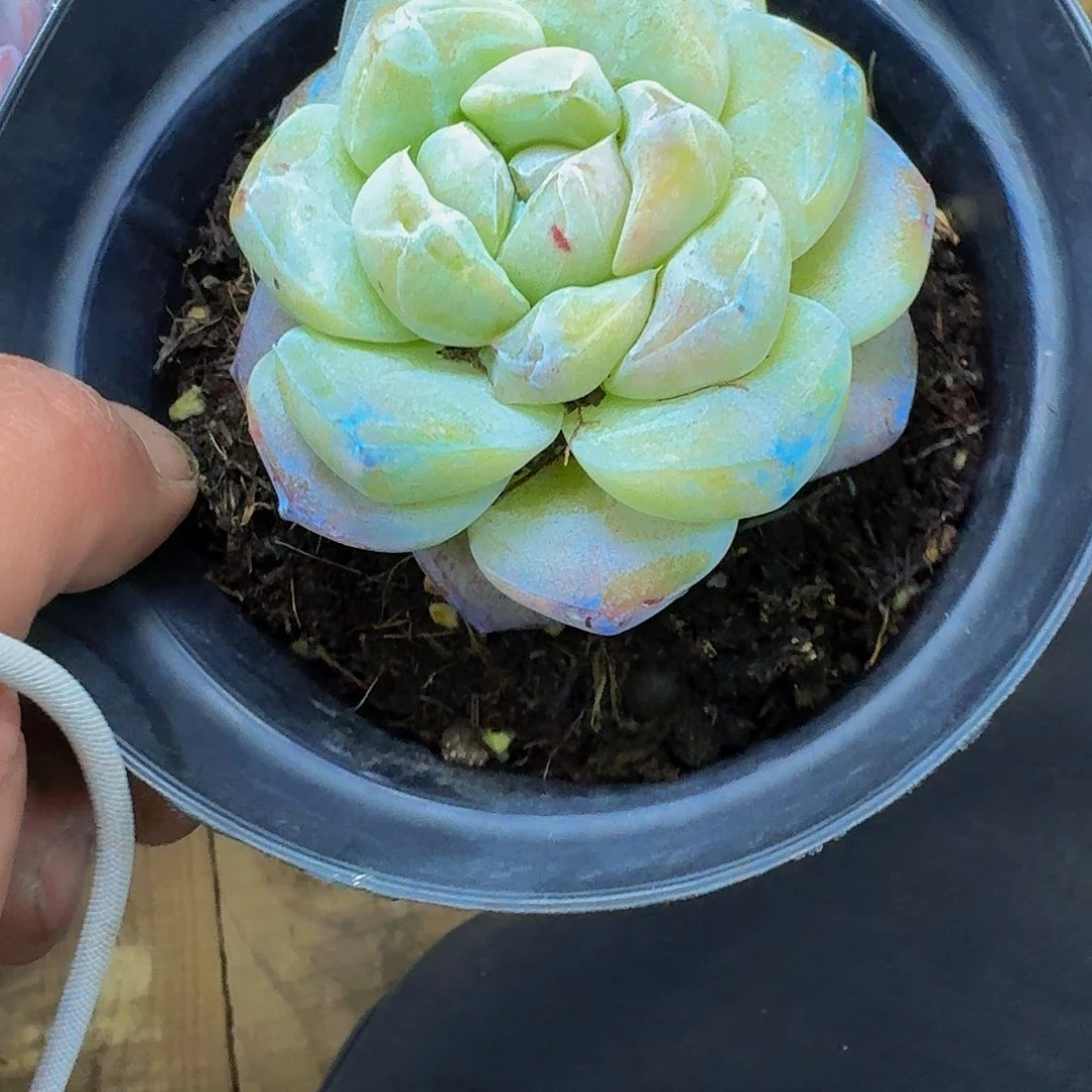 (****牧哈哈哈哈哈哈哈哈石化冰玉