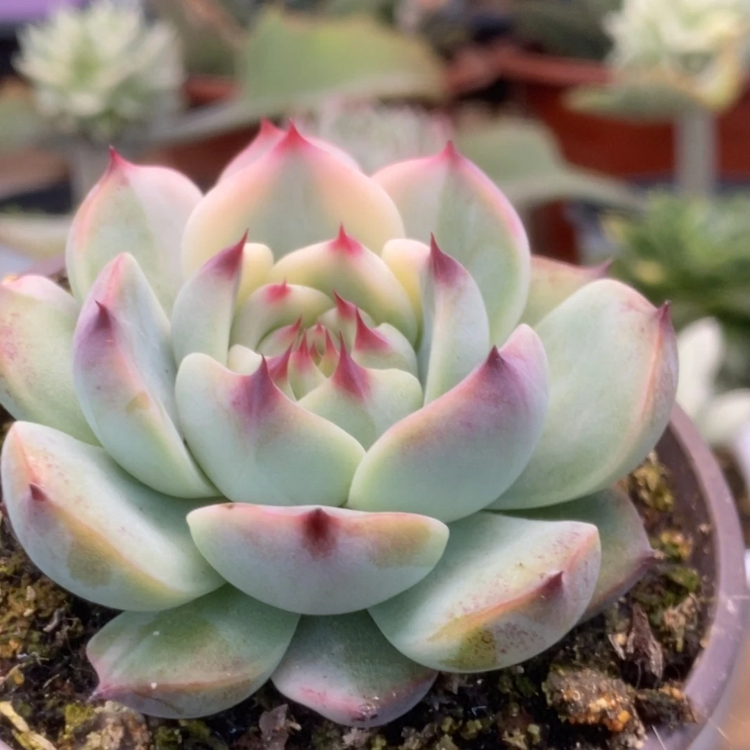 407锦锦锦锦锦锦锦