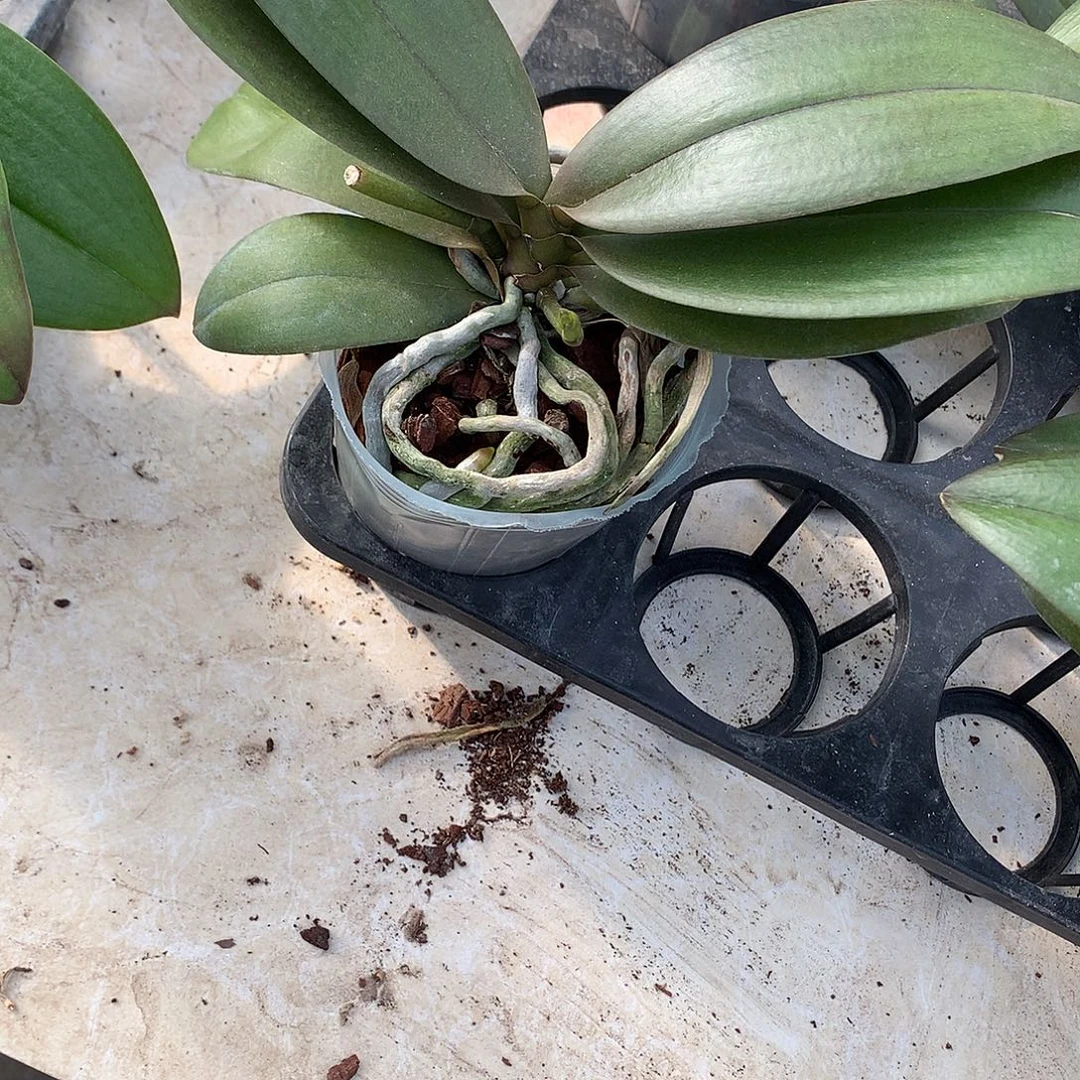 完全开放罗马情人一个花间损