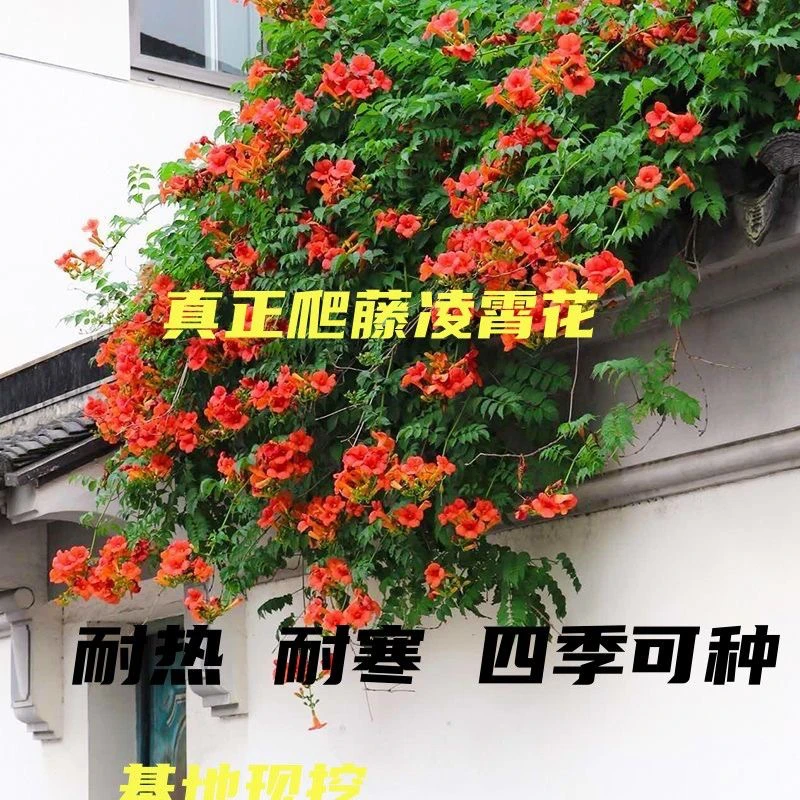 爬藤美国凌霄花苗庭院爬藤植物盆栽阳台凌霄绿化攀爬拱门四季园林