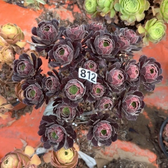 无花朵多肉植物不知名812号不包断枝