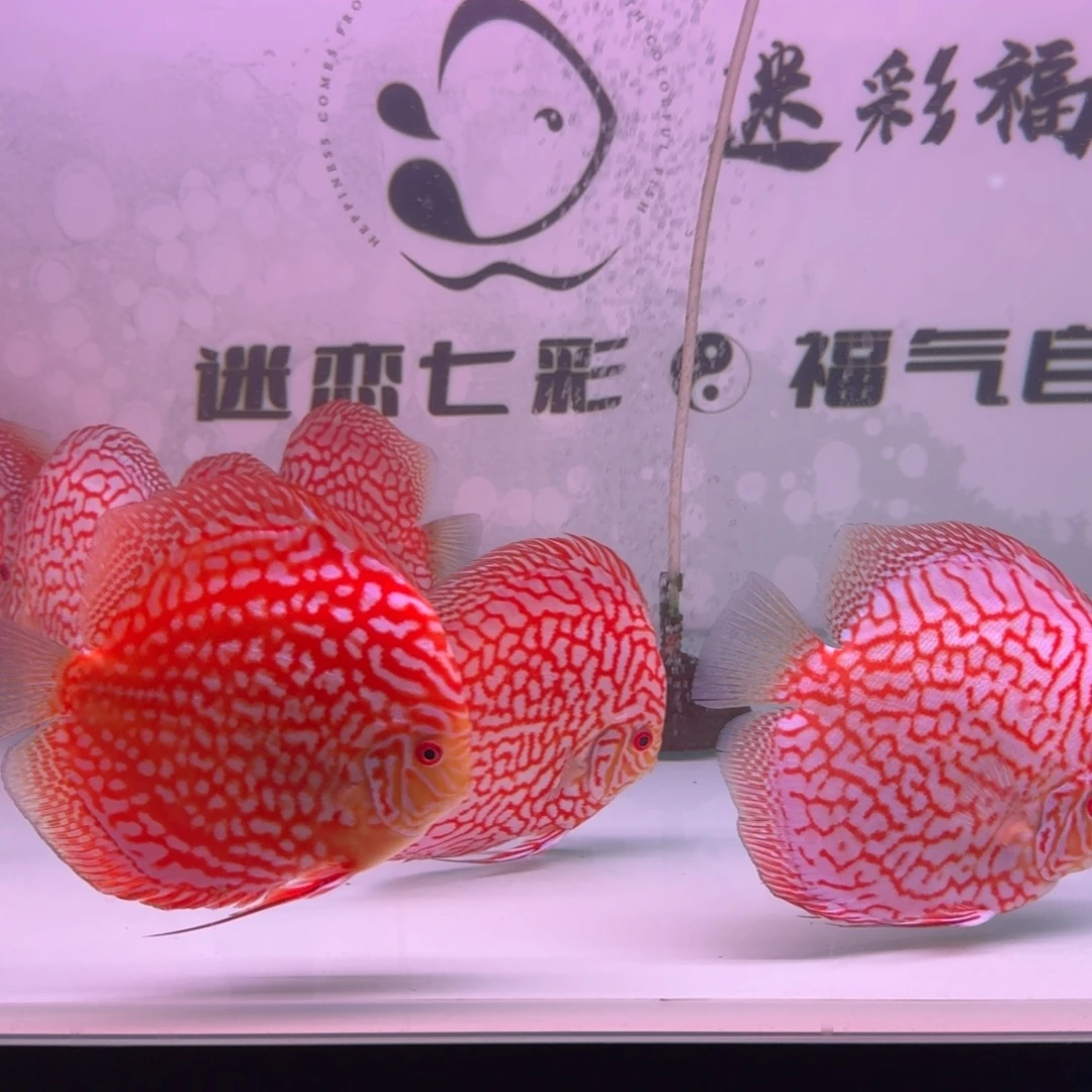 悠***常七彩神仙鱼迷彩福高端七彩 老虎狗