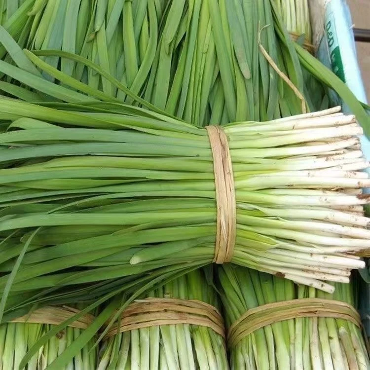 香韭菜种籽香韭菜老品种香味浓郁生长四季播盆栽耐热寒孑蔬菜种子