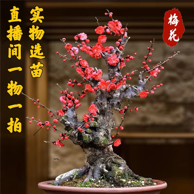 红梅上档次盆景梅花盆栽红须朱砂梅美人梅绿梅耐寒好养原生墨梅