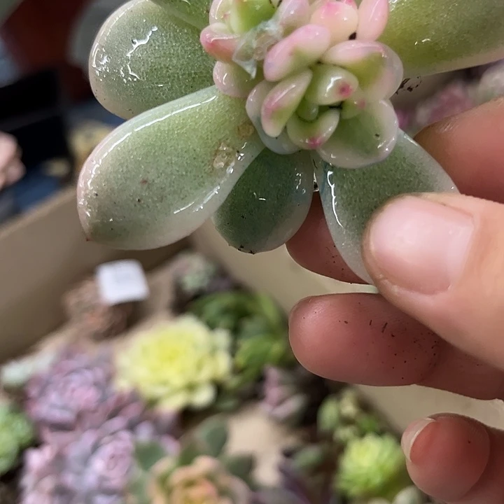 1978梦露锦底座炸多肉植物