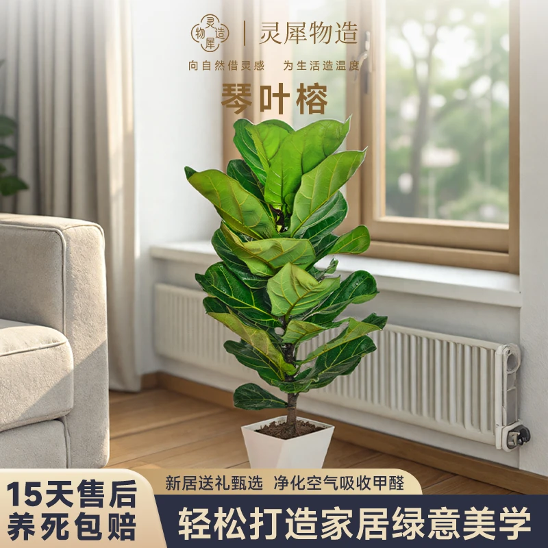 【顺丰到家】北欧ins网红款琴叶榕老桩大型绿植客厅盆栽除甲醛好养